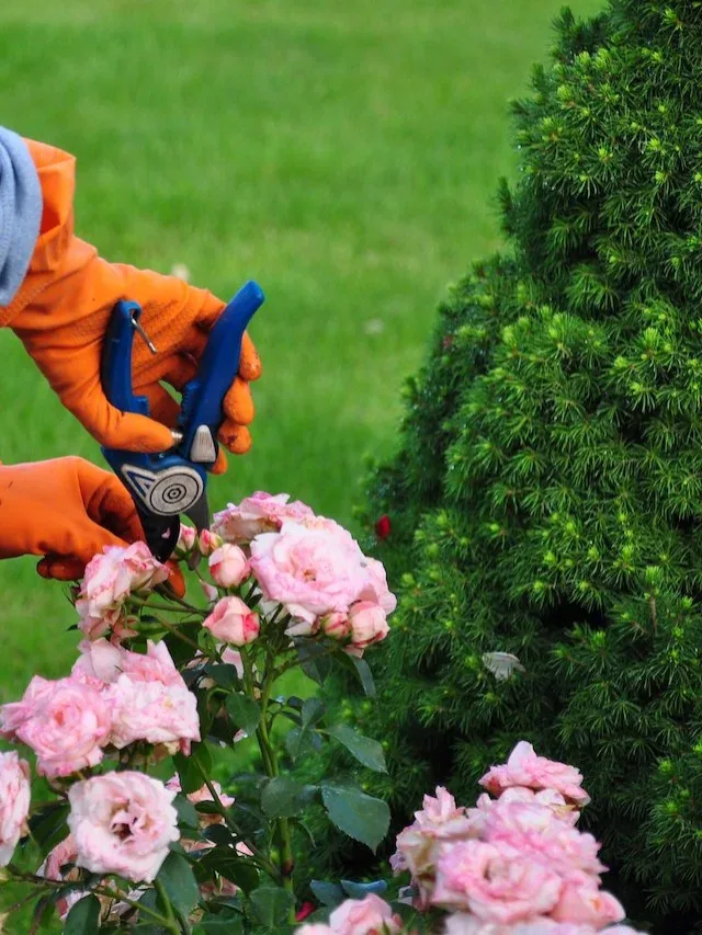 gardening-upkeep