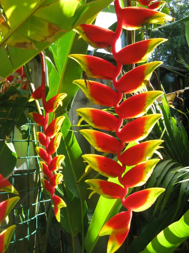 heliconia-2_2448x3264