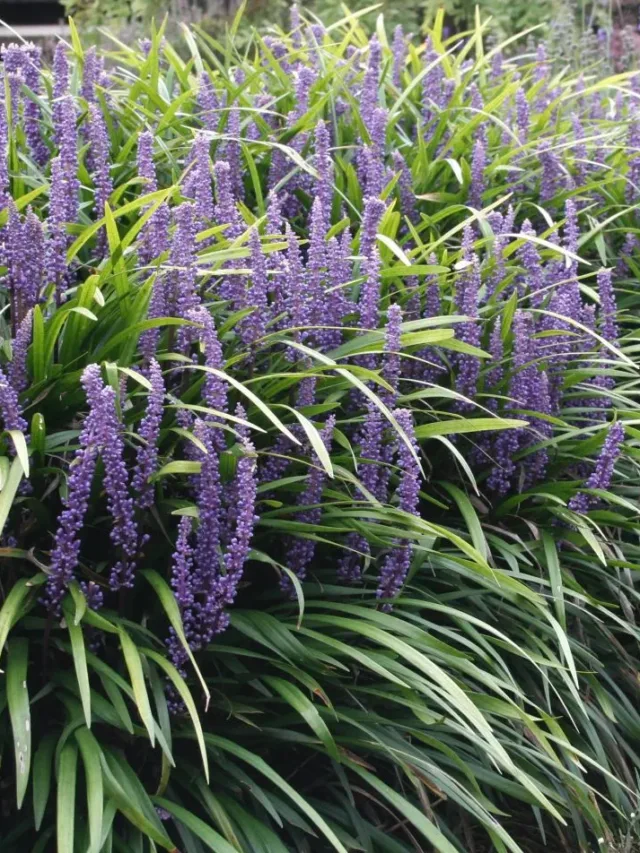 liriope_muscari_ingwersen_-_leliegras_1920