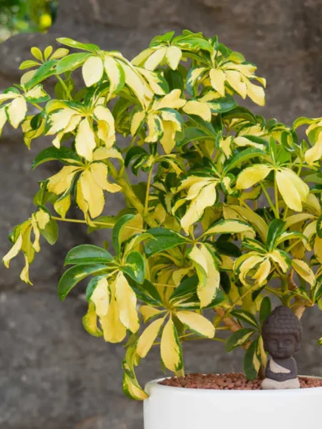 schefflera-gold-capella-plant