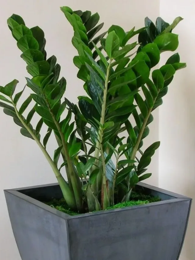 zamioculcas-2-01