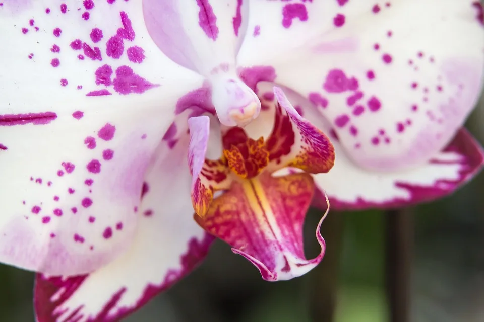orquídeas phalaenopsis
