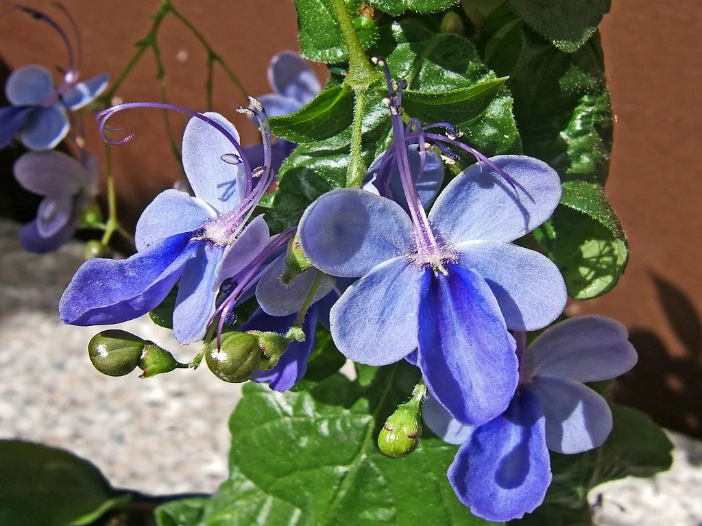 Flor-Borboleta