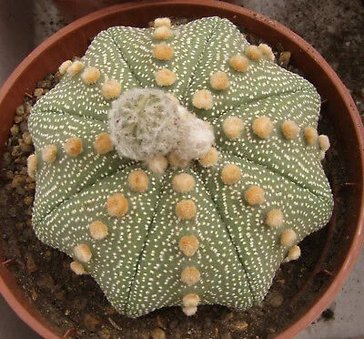 Astrophytum Asterias (Star Cactus)