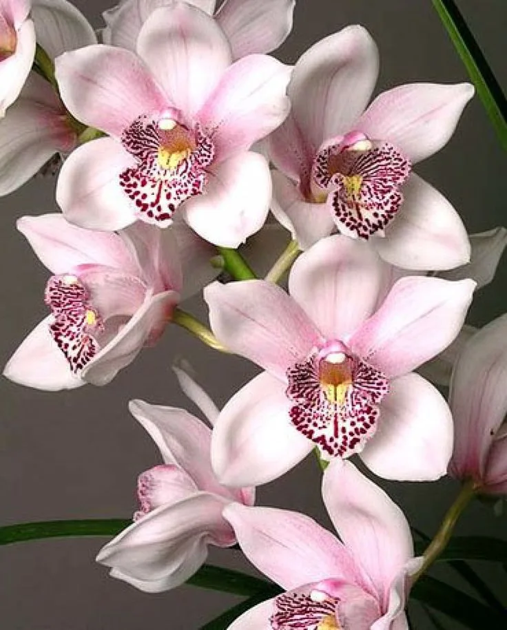 Orquídea-Cymbidium