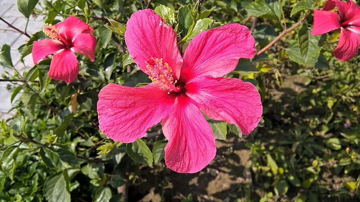 Flor-de-Hibisco