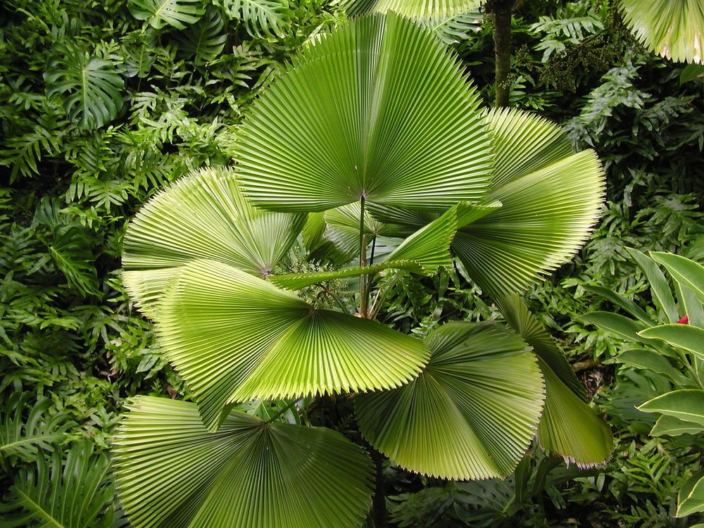 Palmeira-Licuala