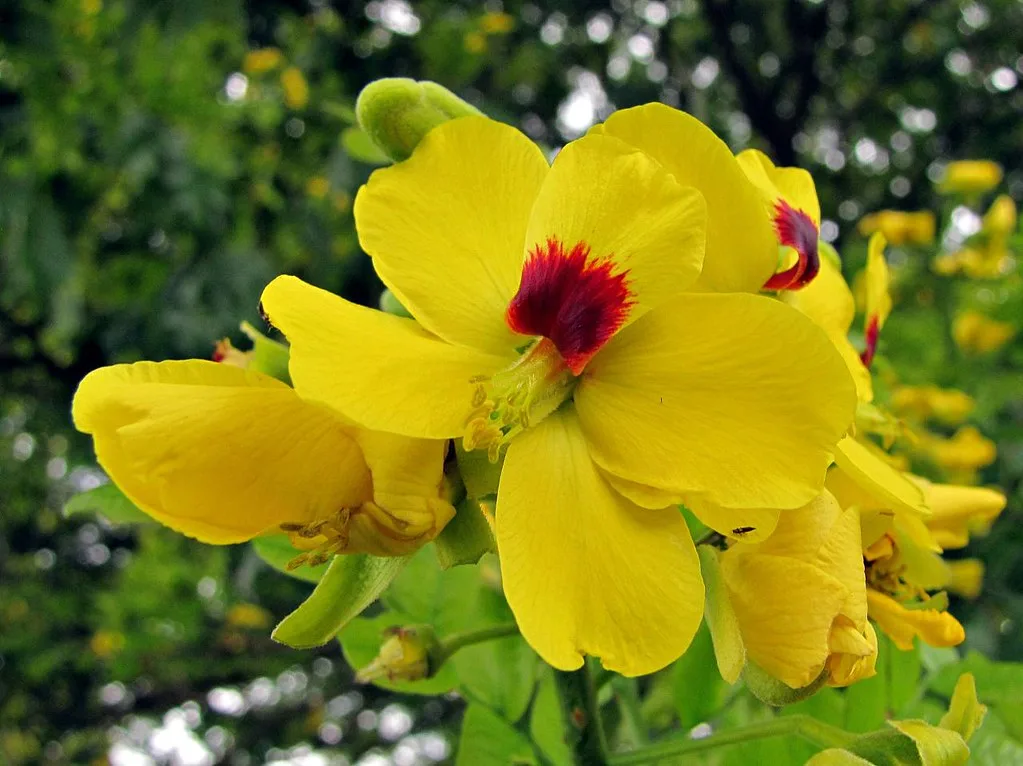 flor-de-pau-brasil