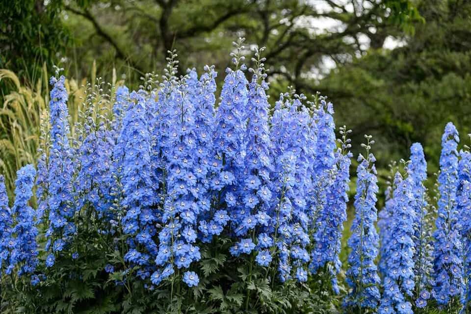 Delphinium flores azuis