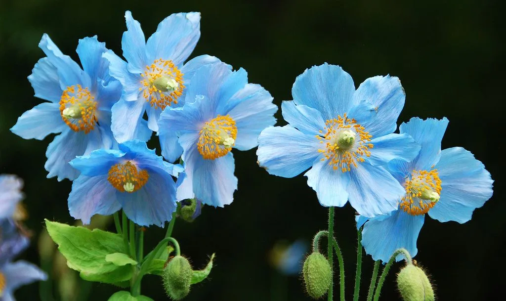 Himalaia Blue Poppyflores azuis