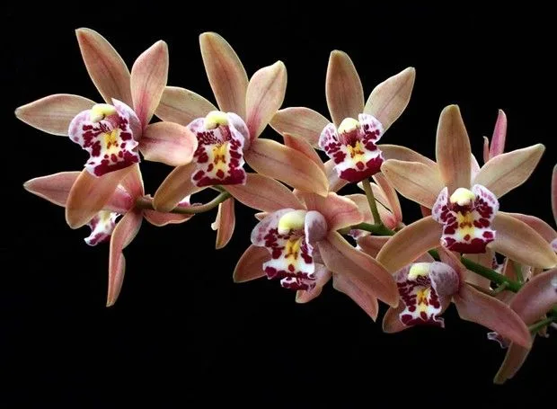 Orquídea-Cymbidium