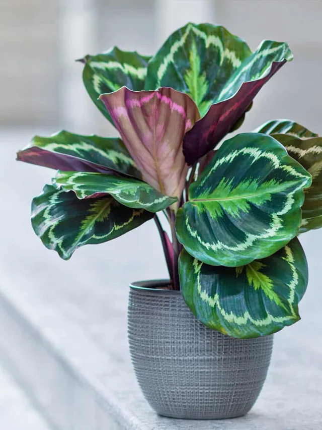 0beautiful-calathea-plant-silver-pot