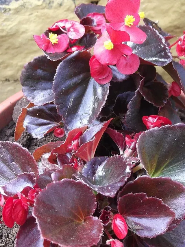 1200px-Begonia_semperflorens_red_pearl-yercaud-salem-India