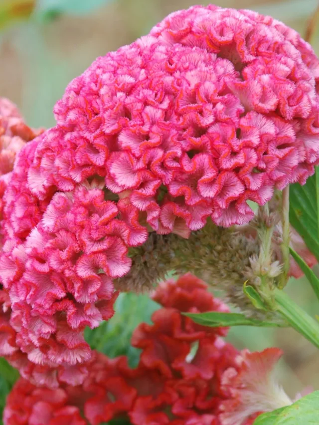 21680-1-Celosia-Chief-Rose_HIGH-RES