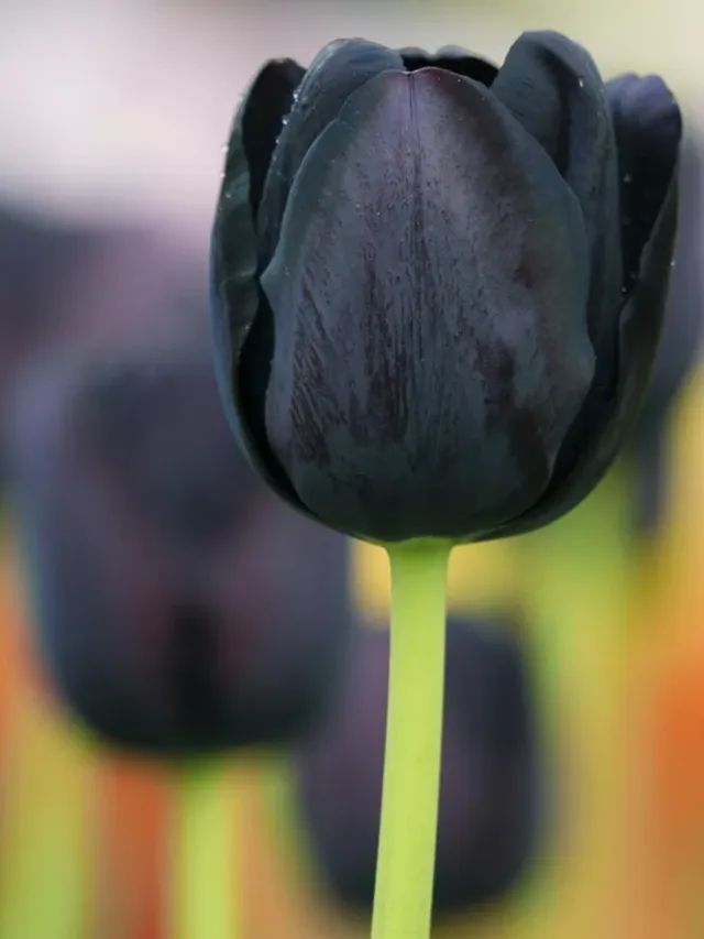 Black-tulip-flowers_1280x1024