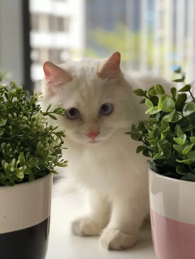 Cat+next+to+houseplants