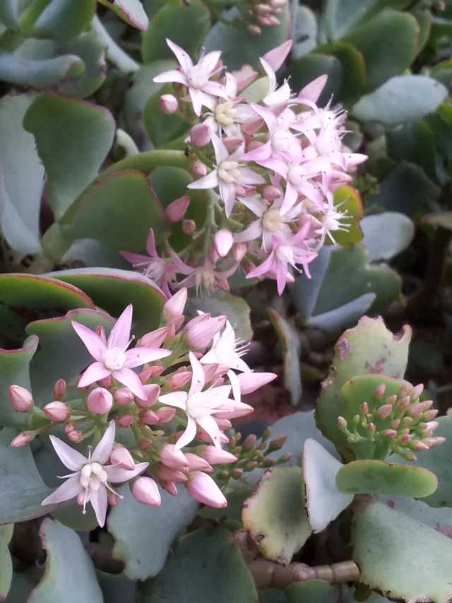 Crassula_arborescens_-_flowers_-_KNBG