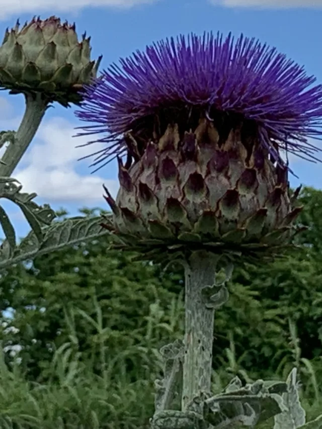 Cynara_scolymus-Artichaut_violet-Capitule-20200605