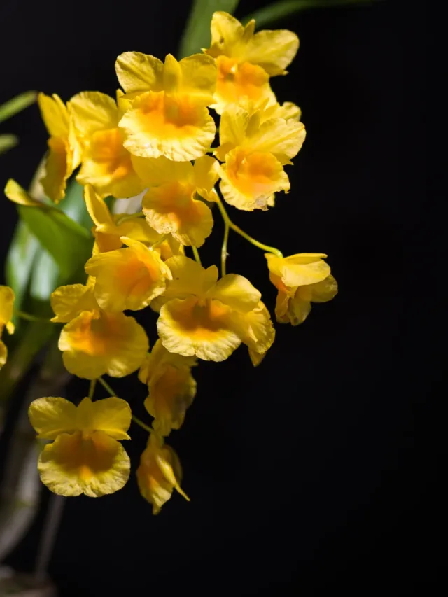 [Kunming China] Dendrobium capillipes Rchb.f., Gard. Chron. 1867