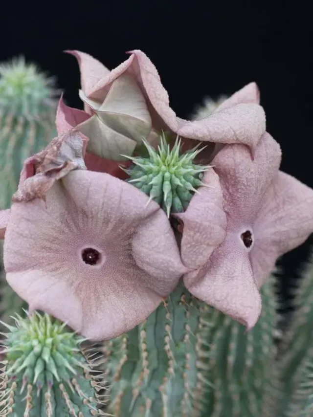 Hoodia gordonii