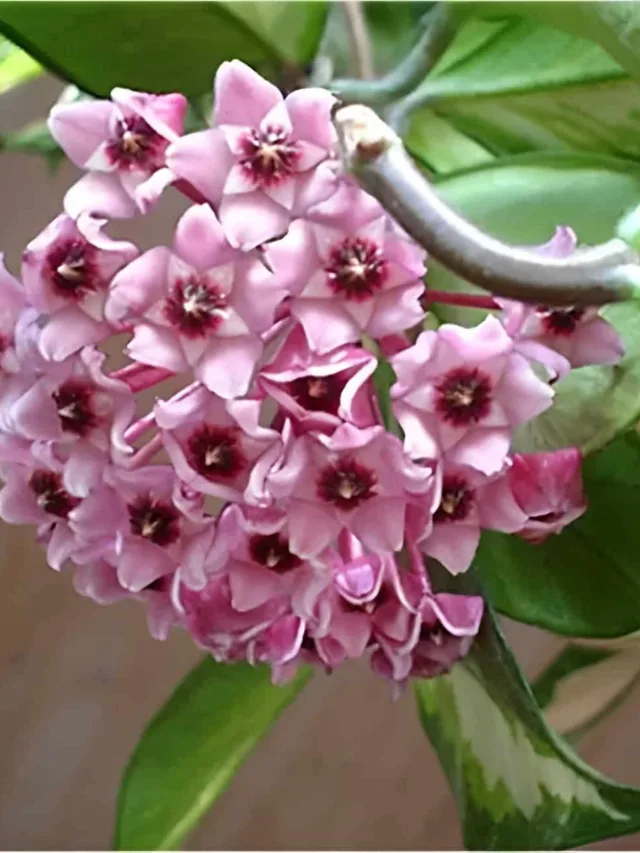 Hoya-carnosa-variegata-buy-online