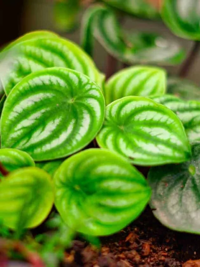 Peperomia-How-to-Care-and-Grow