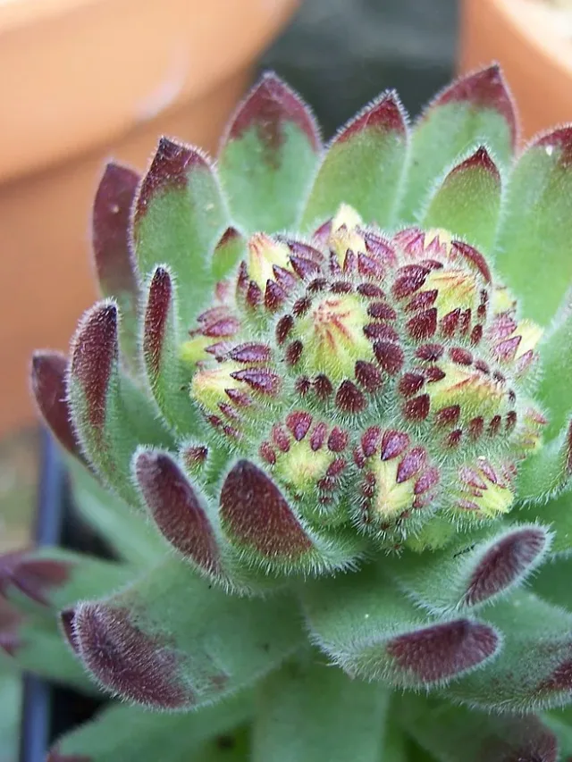 Sempervivum_Pittonii_(5796665651)