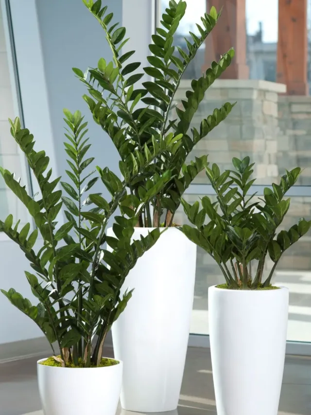 Zamioculcas-2