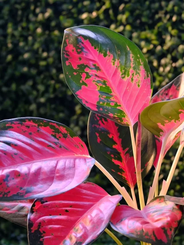 5 Variedades da Beleza EXÓTICA da AGLAONEMA! - Super Universo das Plantas