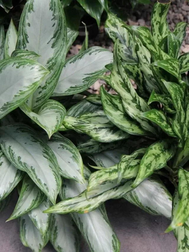 aglaonema