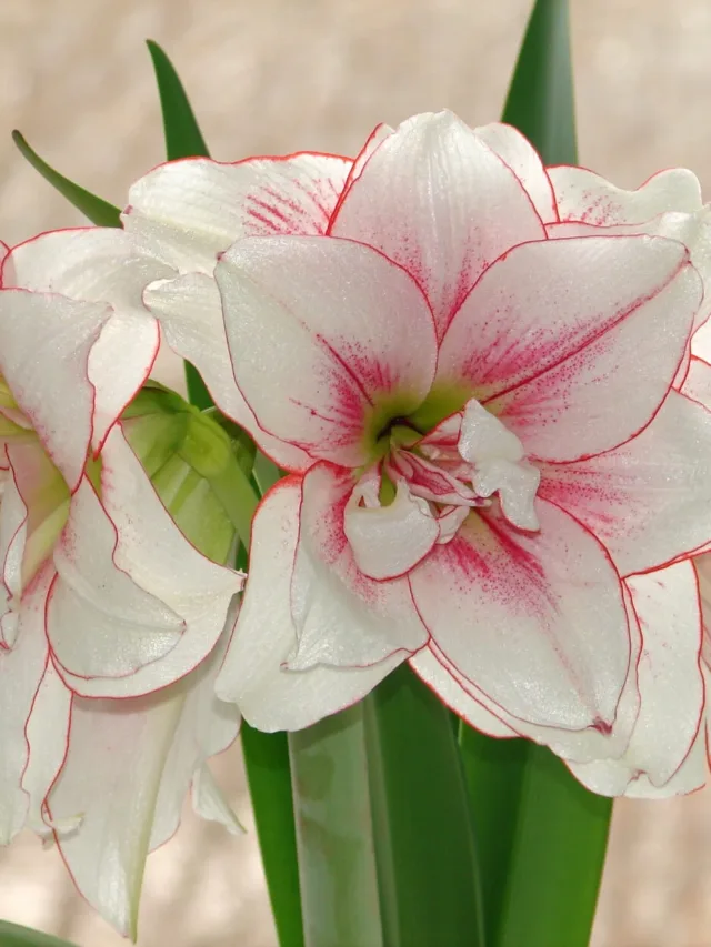 amaryllis-hippeastrum-hybride