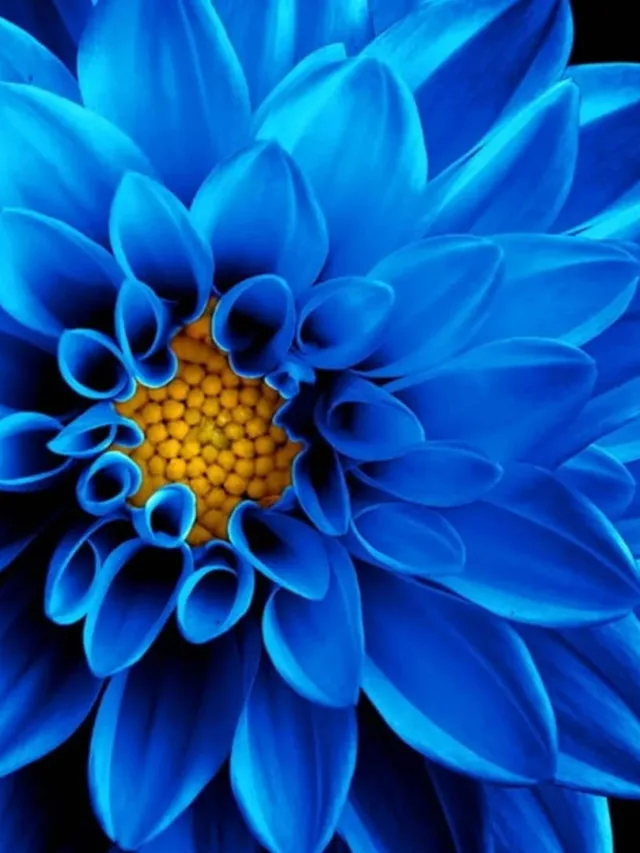 amoled-blue-chrysanthemum-4k-em6lyc1hfcakhe8t