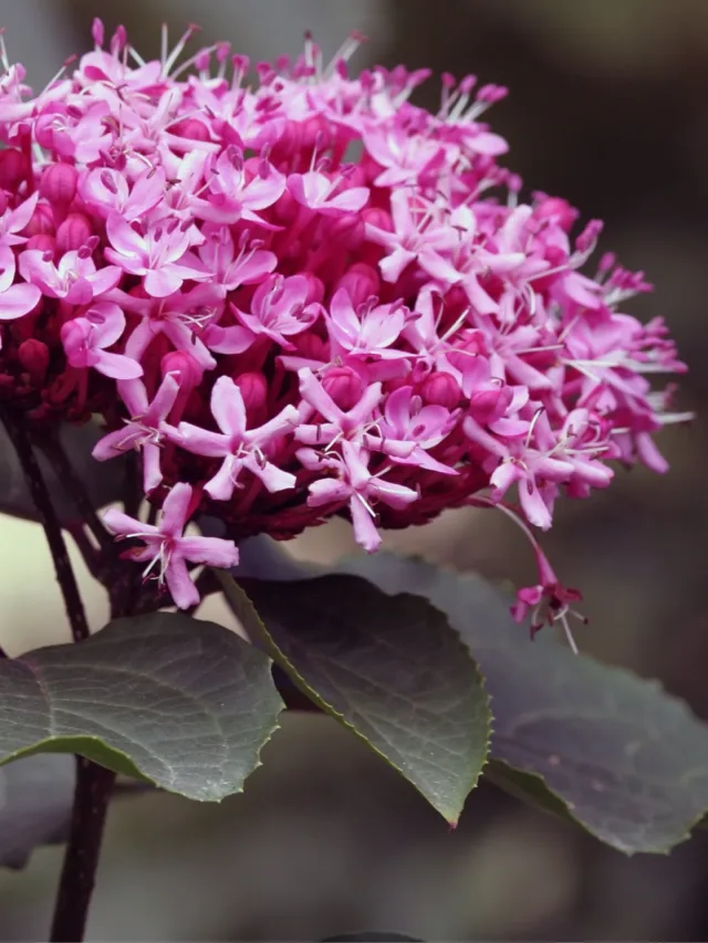 clerodendron-bungei-2