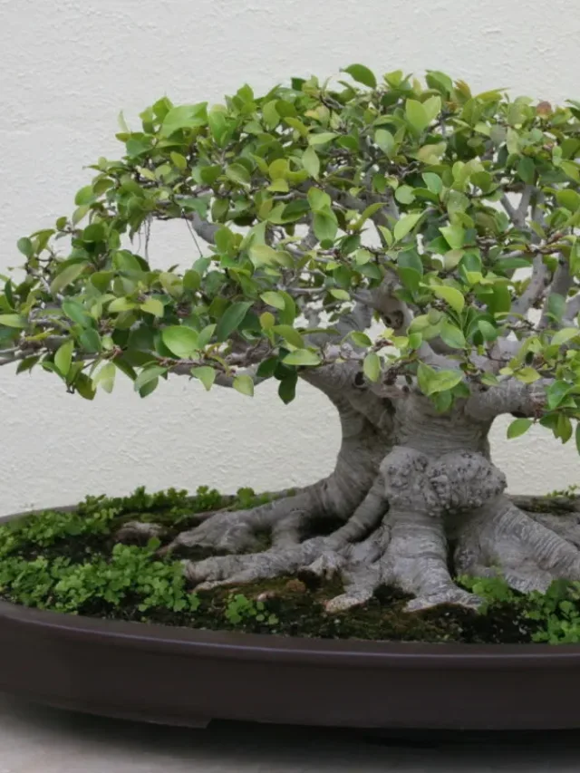 ginseng-ficus-bonsai-the-perfect-bonsai-for-the-beginner