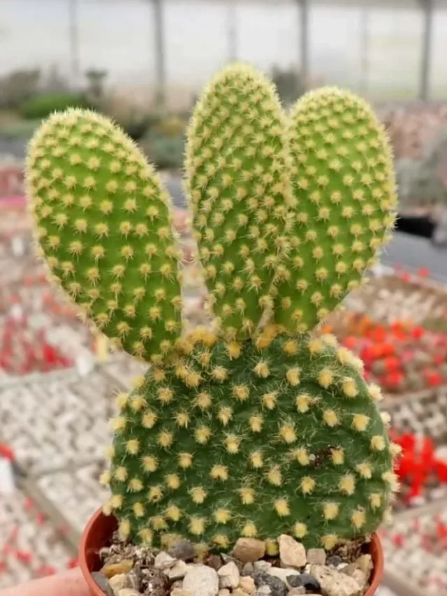 opuntia-microdasys