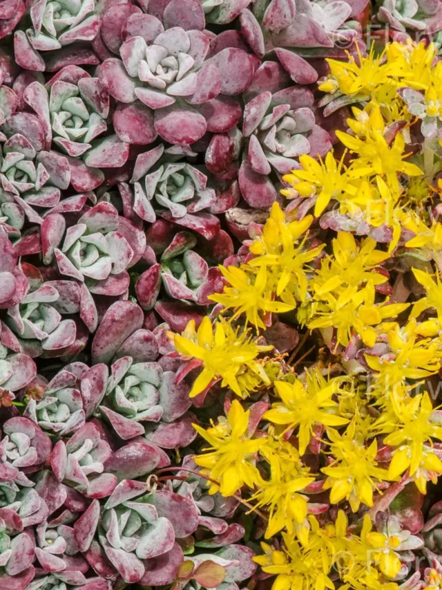 sedum-spathulifolium-purpureum