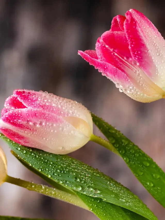 wet-pink-tulip-beautiful-flower-enxv2x5t08m6coan