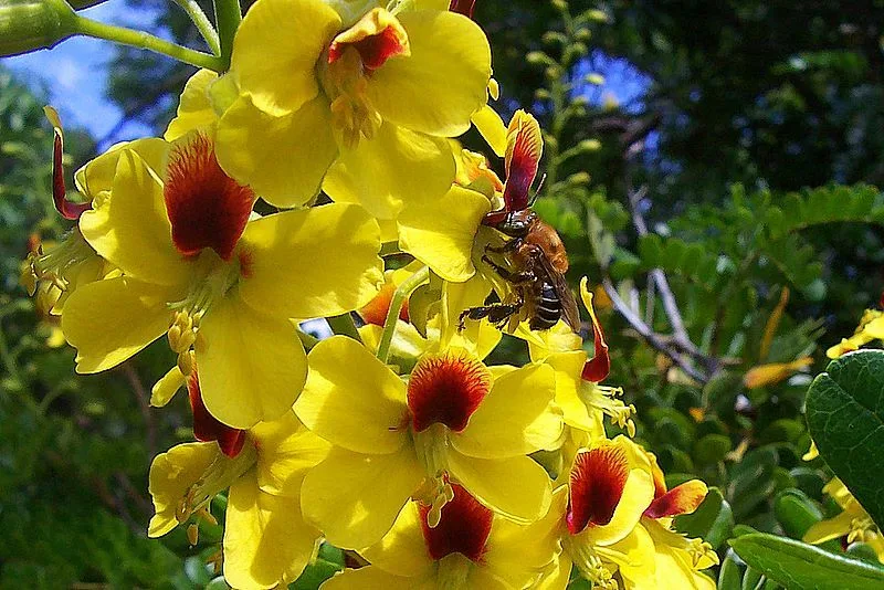 flor-de-pau-brasil