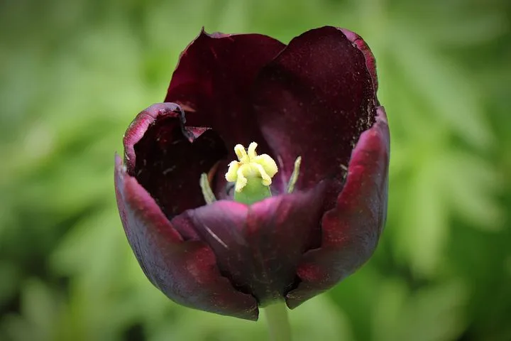Tulipa-Negra