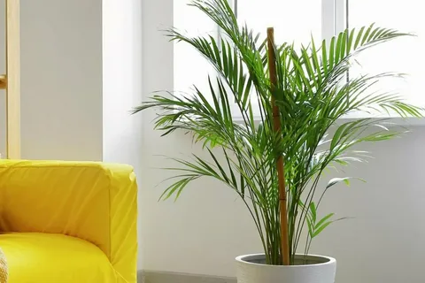 Palmeira-Areca-Bambu