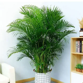 Palmeira-Areca-Bambu