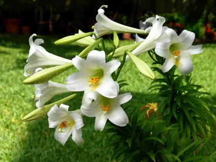 Trumpet Lily - Lilium longiflorum Thunb