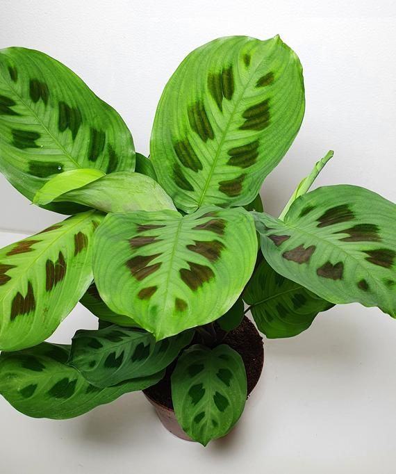 Maranta Leuconeura var. Kerchoveana