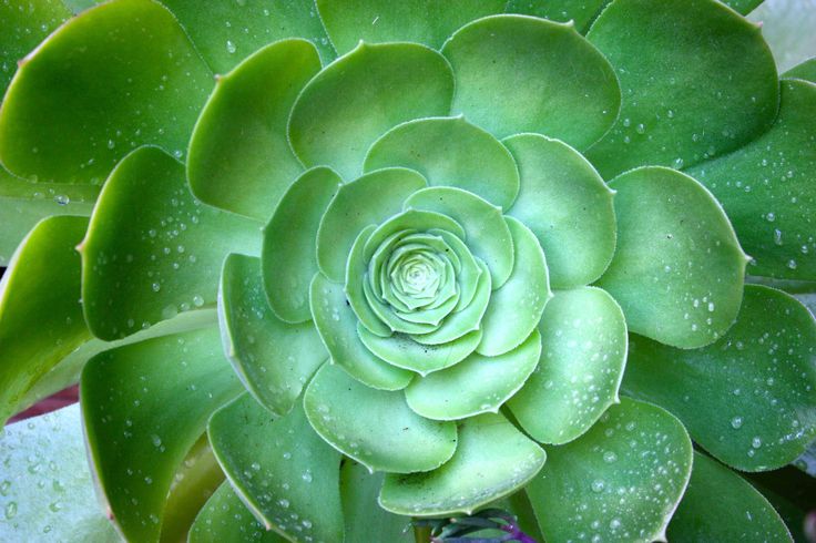 Como Cuidar da Planta Suculenta