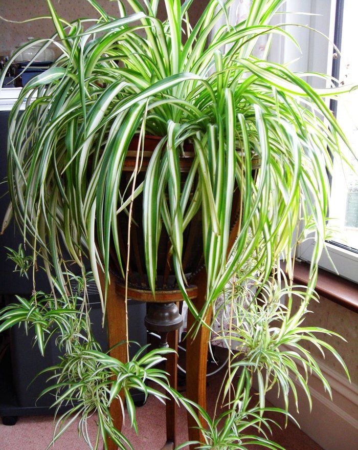 plantas amigas dos pets
Clorofito