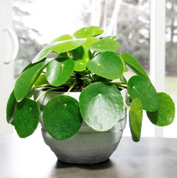 plantas amigas dos pets
Pilea