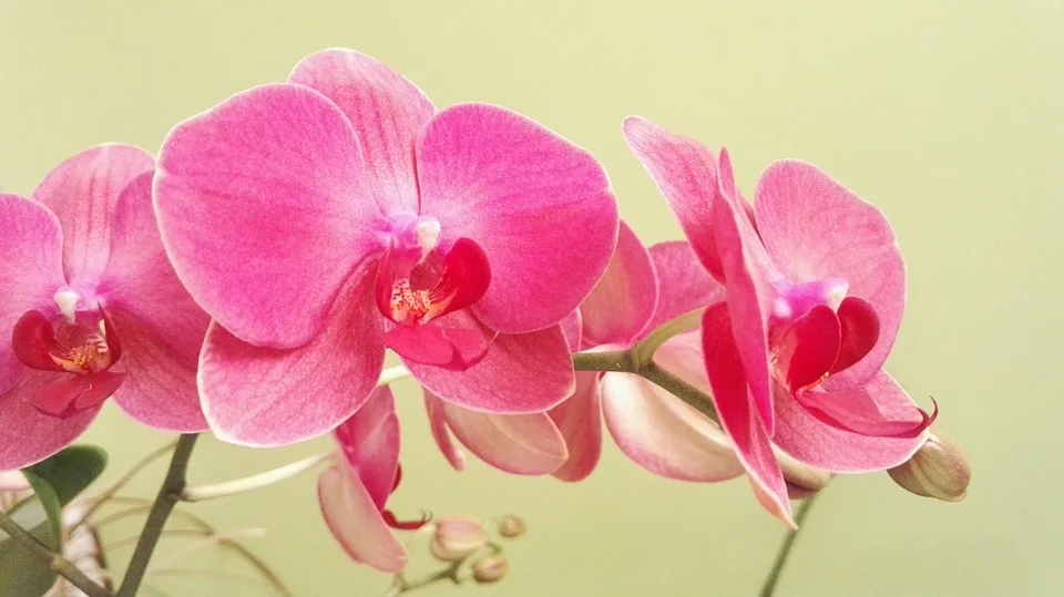 Orquídea Borboleta