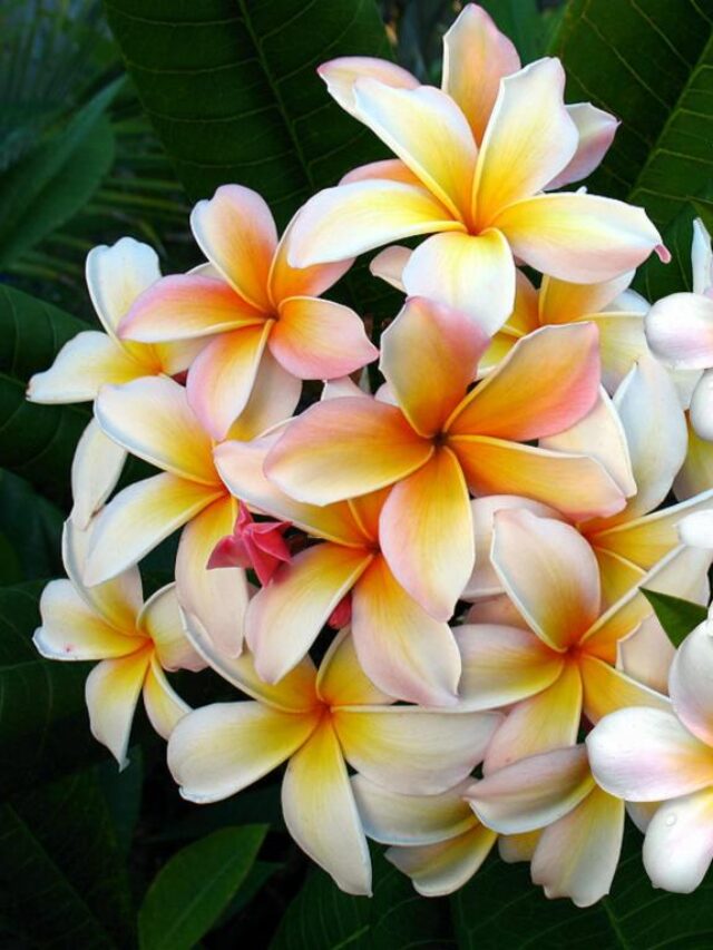 1366x768_plumeria-1533135