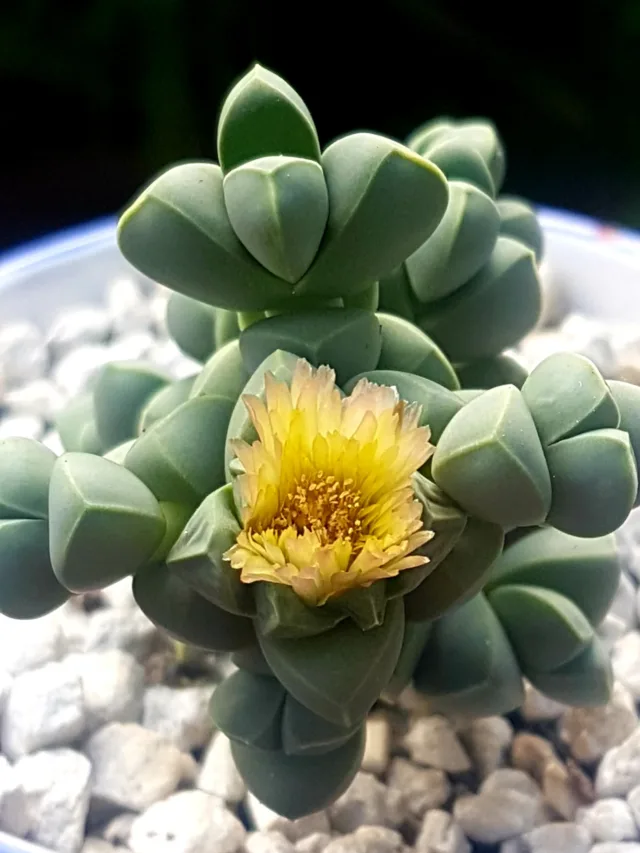 Delosperma_lehmannii