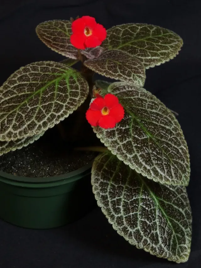 Episcia-Checkerboard-GS19-C16_myhr_rie-somlai